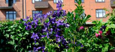 Purple clematis clinging to a hedge near bright red brick houses