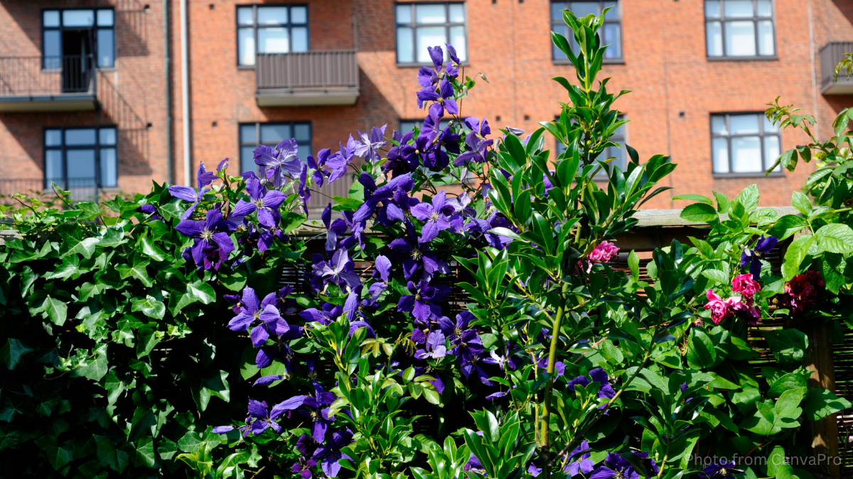 Purple clematis clinging to a hedge near bright red brick houses