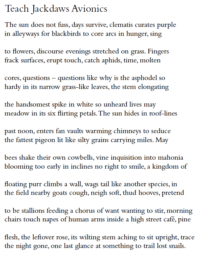 Teach Jackdaws Avionics
The sun does not fuss, days survive, clematis curates purple
in alleyways for blackbirds to core arcs in hunger, sing
to flowers, discourse evenings stretched on grass. Fingers
frack surfaces, erupt touch, catch aphids, time, molten
cores, questions – questions like why is the asphodel so
hardy in its narrow grass-like leaves, the stem elongating
the handsomest spike in white so unheard lives may
meadow in its six flirting petals. The sun hides in roof-lines
past noon, enters fan vaults warming chimneys to seduce
the fattest pigeon lit like silty grains carrying miles. May
bees shake their own cowbells, vine inquisition into mahonia
blooming too early in inclines no right to smile, a kingdom of
floating purr climbs a wall, wags tail like another species, in
the field nearby goats cough, neigh soft, thud hooves, pretend
to be stallions feeding a chorus of want wanting to stir, morning
chairs touch napes of human arms inside a high street café, pine
flesh, the leftover rose, its wilting stem aching to sit upright, trace
the night gone, one last glance at something to trail lost snails.