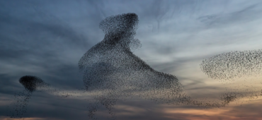 Photo of a starling murmuration
