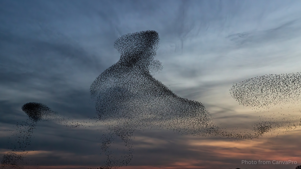 Photo of a starling murmuration
