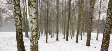 Photo of bare trunks of silver birch standing in the snow.