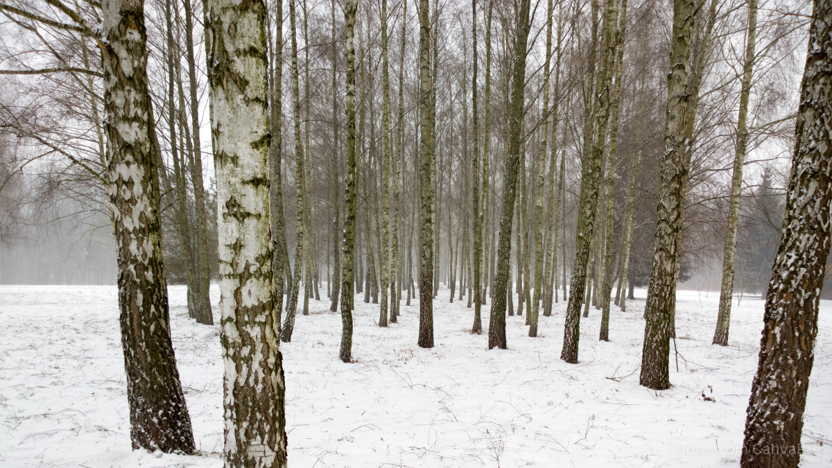 Photo of bare trunks of silver birch standing in the snow.