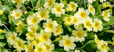 Close up photo of flowering yellow primroses