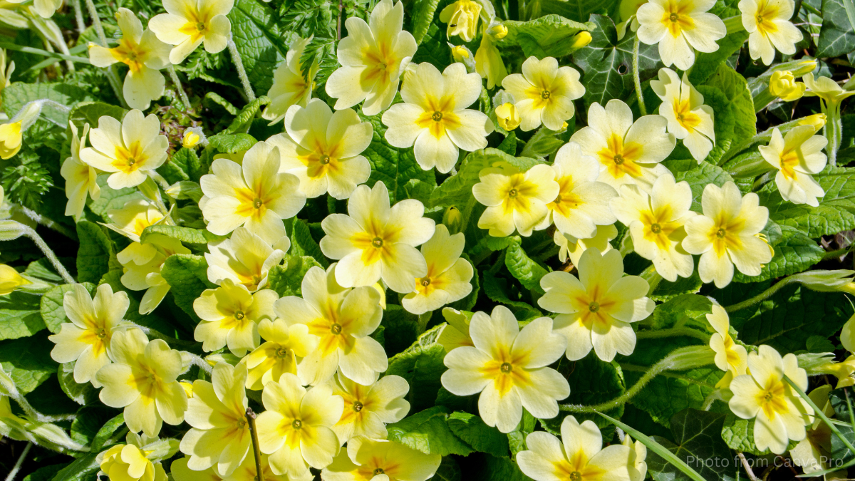 Close up photo of flowering yellow primroses