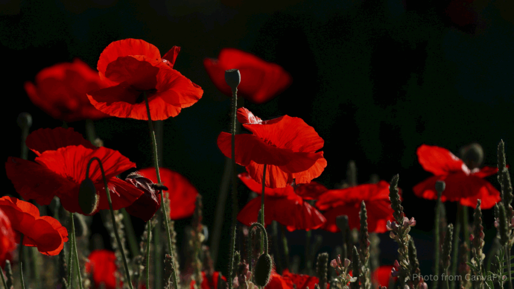 Photo of bright red poppies illuminated against the black night