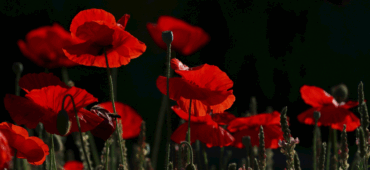 Photo of bright red poppies illuminated against the black night