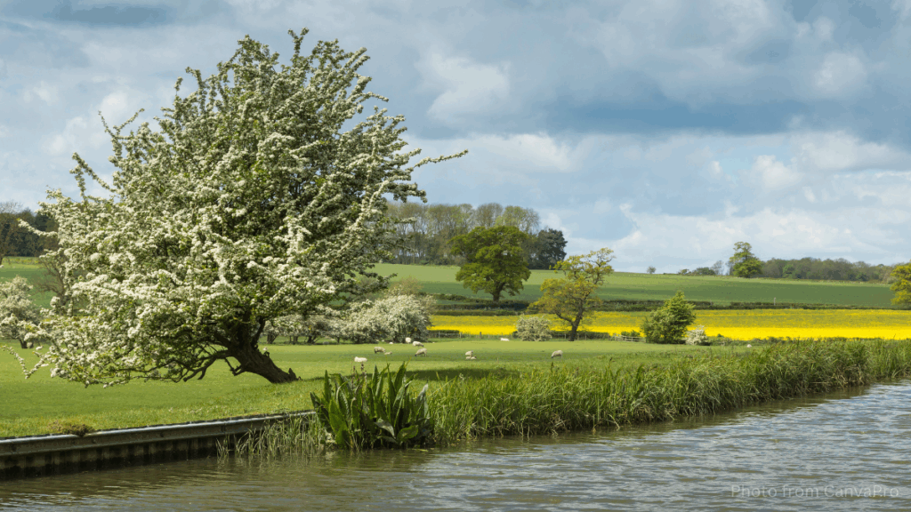 Photo of a Hawthorn Tree standing proud on the bank of a river.