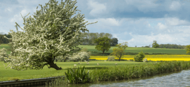 Photo of a Hawthorn Tree standing proud on the bank of a river.