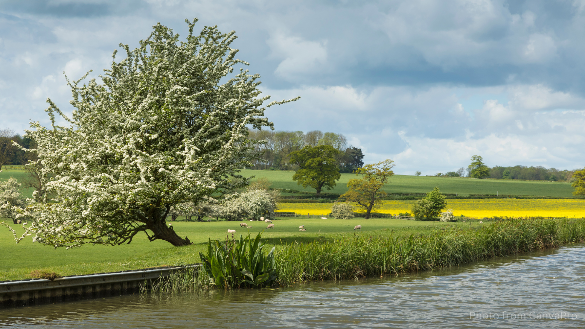 Photo of a Hawthorn Tree standing proud on the bank of a river.