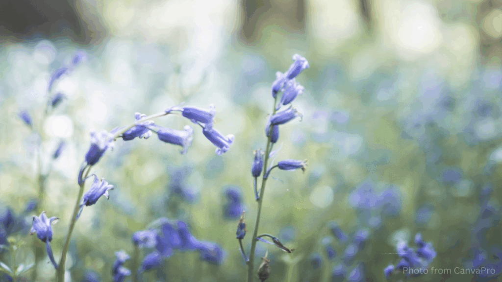Close up photo of bluebells in a wood.