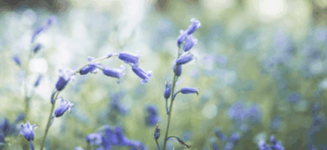 Close up photo of bluebells in a wood.
