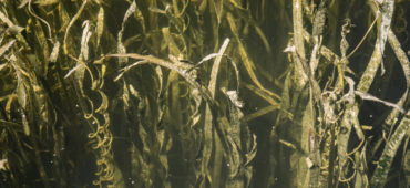 Close up photo of pond weeds floating in beams of sunlight.
