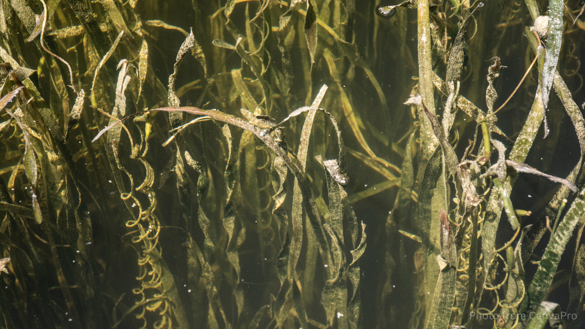 Close up photo of pond weeds floating in beams of sunlight.