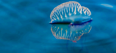 Photo of a Portuguese Man of War floating on a blue ocean.