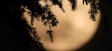 Close up photo showing evergreen boughs silhouetted against a blurred full moon.