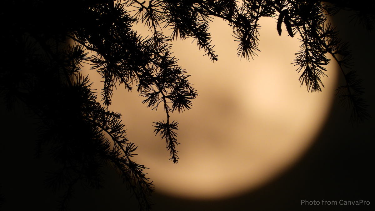 Close up photo showing evergreen boughs silhouetted against a blurred full moon.