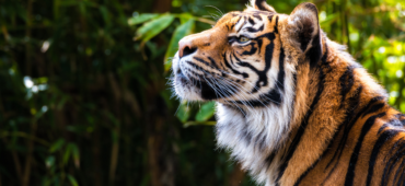 Close up photo of a tiger raising its head to look at the sky.