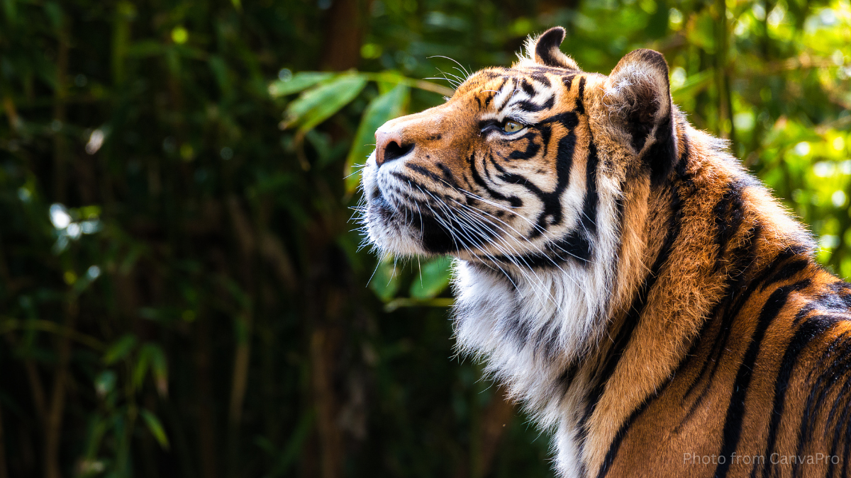 Close up photo of a tiger raising its head to look at the sky.